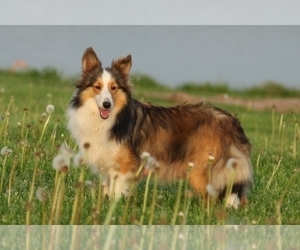 Mother of the Shetland Sheepdog puppies born on 07/01/2023