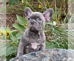 Puppy Puppy 3 Orion French Bulldog