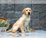 Puppy Lassie Labrador Retriever