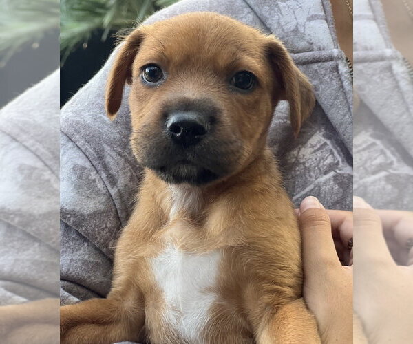 Medium Photo #3 Mutt Puppy For Sale in Dana Point, CA, USA