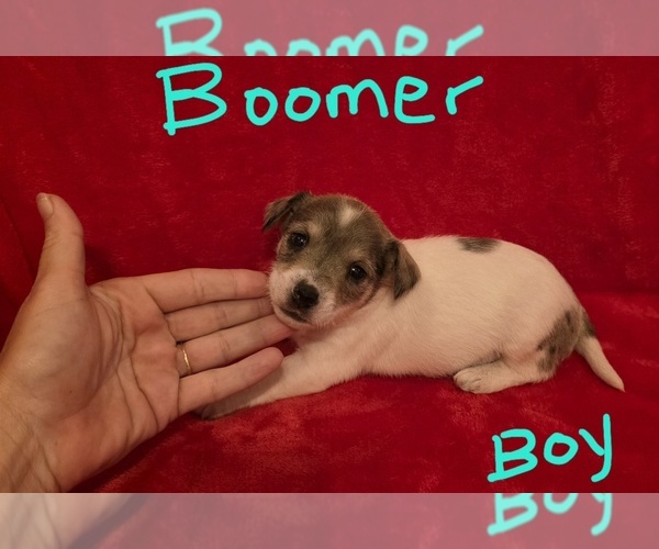 Medium Photo #17 Chizer Puppy For Sale in MONTEZUMA, GA, USA