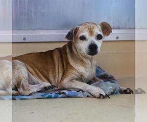 Chihuahua-Unknown Mix Dogs for adoption in San Antonio, TX, USA