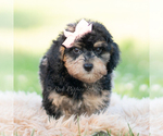 Small #3 Goldendoodle (Miniature)