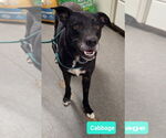Small #1 Labrador Retriever-Retriever  Mix