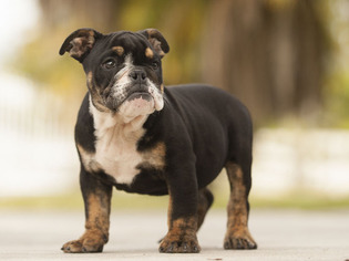 English Bulldogge Puppy for sale in FORT PIERCE, FL, USA