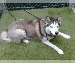 Siberian Husky Dogs for adoption in Downey, CA, USA
