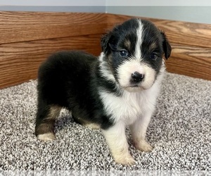 Australian Shepherd Puppy for sale in LODA, IL, USA