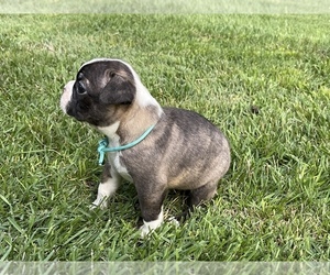 Boston Terrier Puppy for Sale in COLUMBUS, North Carolina USA