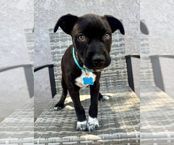 Medium Photo #9 Chihuahua-Unknown Mix Puppy For Sale in Marina Del Rey, CA, USA