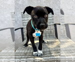 Small #8 Chihuahua Mix