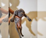 Small #2 Cane Corso