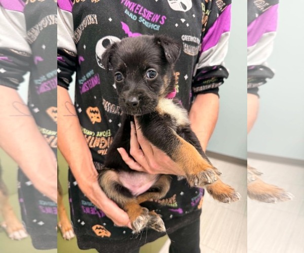 Medium Photo #1 Mutt Puppy For Sale in Holly Springs, NC, USA