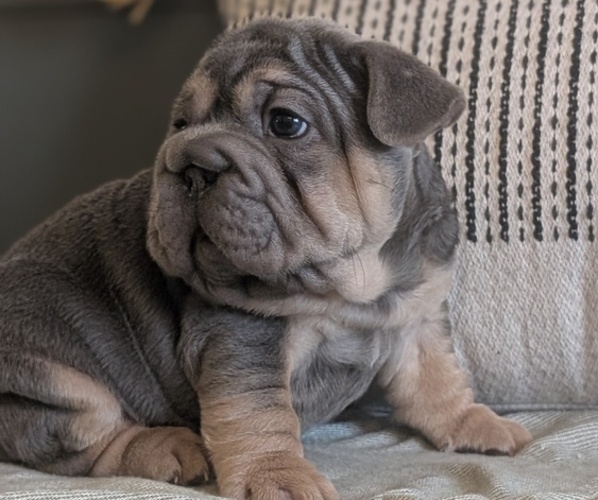 Medium Photo #39 French Bulldog Puppy For Sale in GOSHEN, IN, USA