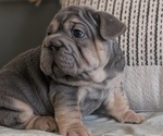 Small Photo #39 French Bulldog Puppy For Sale in GOSHEN, IN, USA