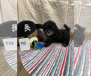 Maltipoo Puppy for sale in HOPKINSVILLE, KY, USA