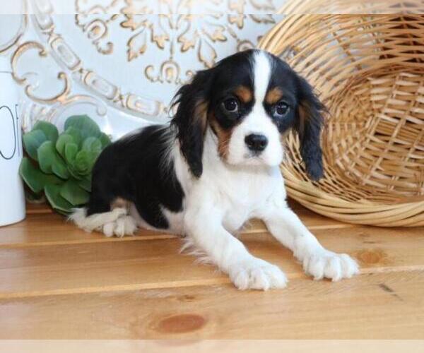 Medium Photo #1 Cavalier King Charles Spaniel Puppy For Sale in ALTAMONT, UT, USA