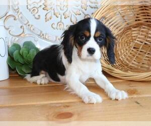 Cavalier King Charles Spaniel Puppy for sale in ALTAMONT, UT, USA