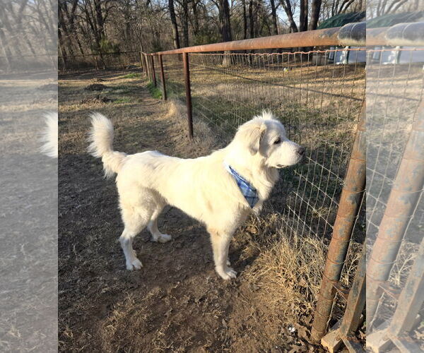 Medium Photo #7 Great Pyrenees Puppy For Sale in Spring, TX, USA