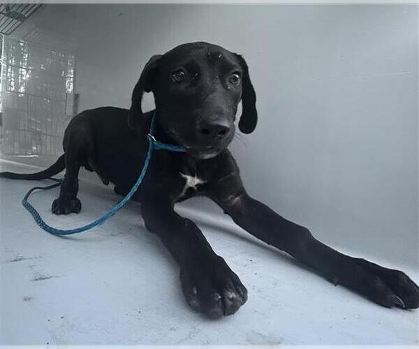 Medium Photo #1 Labrador Retriever-Unknown Mix Puppy For Sale in Houston, TX, USA