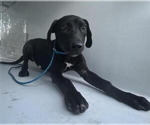 Labrador Retriever-Unknown Mix Dogs for adoption in Houston, TX, USA