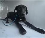 A663277 - Male Labrador Retriever-Unknown Mix Dog for Adoption - Small photo