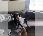 Small #3 Doberman Pinscher