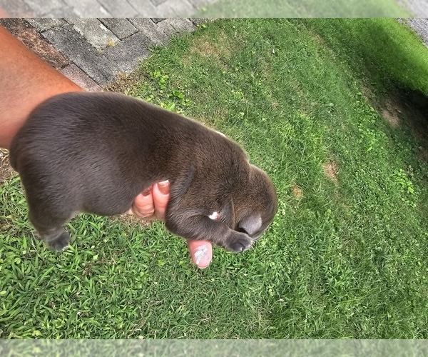 Medium Photo #3 American Bully Puppy For Sale in SAINT ALBANS, WV, USA
