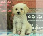 Small Photo #1 Goldendoodle Puppy For Sale in KARLSTAD, MN, USA