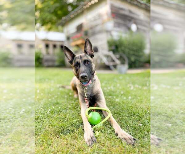 Medium Photo #6 Mutt Puppy For Sale in Imlay City, MI, USA