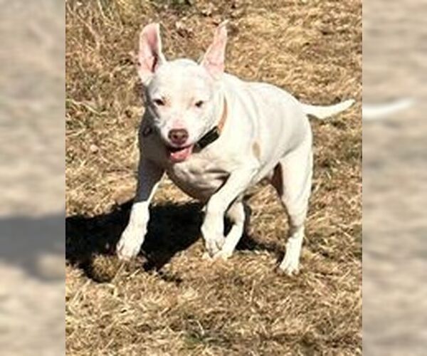 Medium Photo #5 Mutt Puppy For Sale in Binghamton, NY, USA