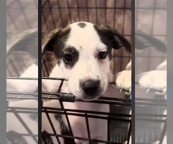 Medium Photo #4 Mutt Puppy For Sale in Jacksonville, NC, USA