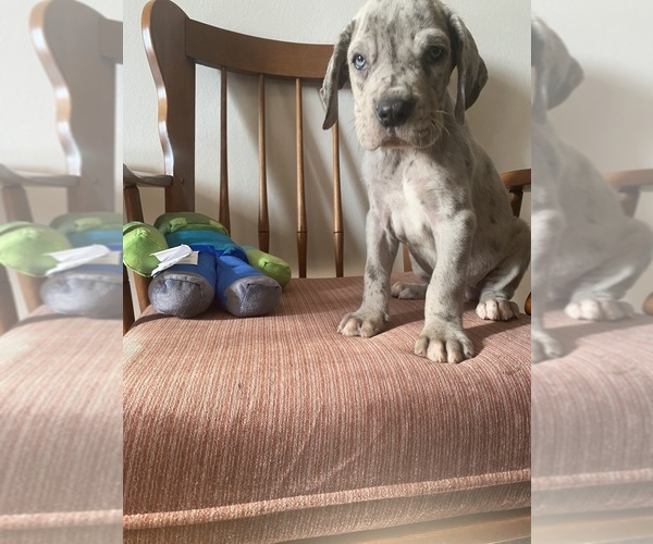 Medium Photo #3 Great Dane Puppy For Sale in CLEVELAND, NC, USA