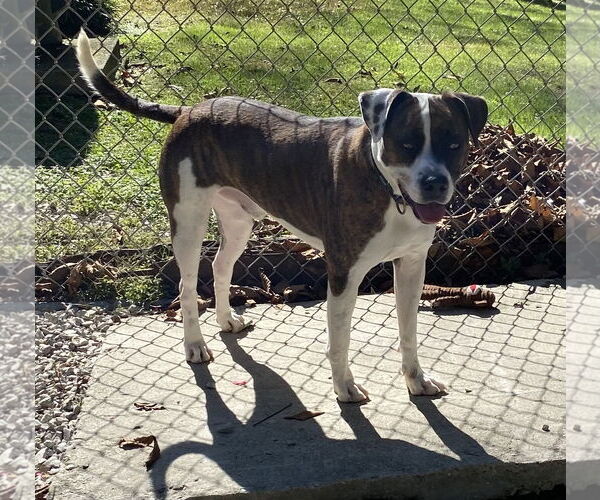 Medium Photo #1 Boxer-Unknown Mix Puppy For Sale in Doylestown, PA, USA