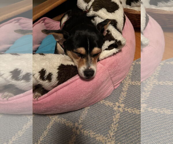 Medium Photo #5 Rat Terrier-Unknown Mix Puppy For Sale in Okolona, MS, USA