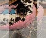 Small #4 Rat Terrier Mix