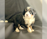 Small #1 Bernedoodle (Miniature)