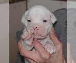 Boxer Puppy for sale in AKELEY, MN, USA
