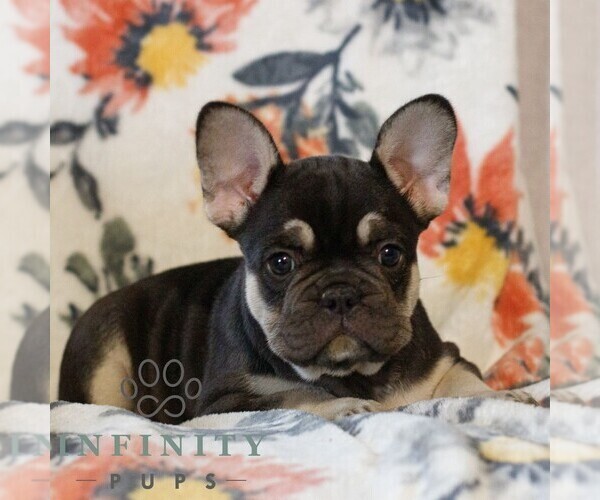 Medium Photo #3 French Bulldog Puppy For Sale in GAP, PA, USA
