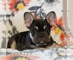 Small #2 French Bulldog