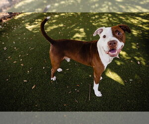 Mutt Dogs for adoption in Orlando, FL, USA