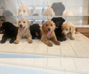 Golden Retriever Puppy for sale in VICTORVILLE, CA, USA