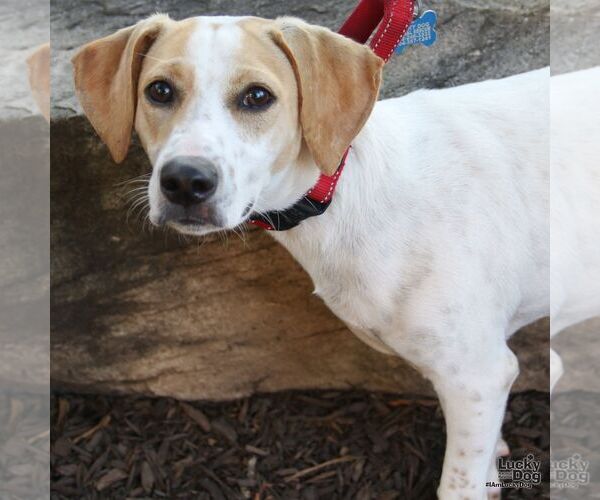 Medium Photo #3 Beagle-Unknown Mix Puppy For Sale in Washington, DC, USA