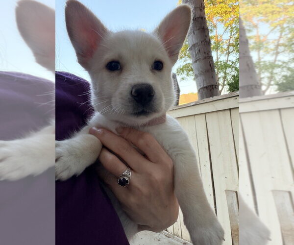 Medium Photo #1 Mutt Puppy For Sale in Dana Point, CA, USA