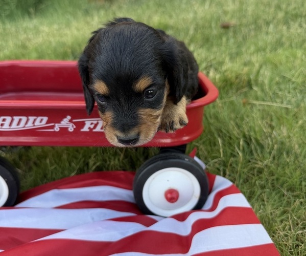 Medium Photo #3 Dachshund Puppy For Sale in BIG BEND, CO, USA