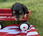 Small #2 Dachshund