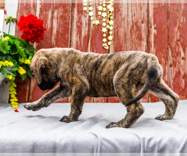 Medium Photo #36 Mastiff Puppy For Sale in WAKARUSA, IN, USA