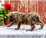 Small Photo #36 Mastiff Puppy For Sale in WAKARUSA, IN, USA