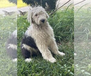 Old English Sheepdog Dogs for adoption in HOPKINSVILLE/PRINCETON, KY, NH, USA