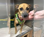 Small #2 Chiweenie