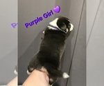 Small Photo #14 American Corgi Puppy For Sale in JEFFERSON, GA, USA